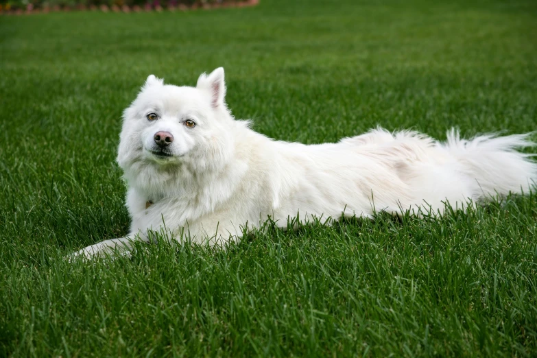 a white dog laying in a lush green field