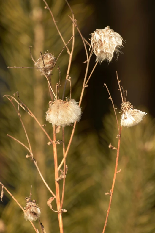 flowers and leaves with brown tips in foreground