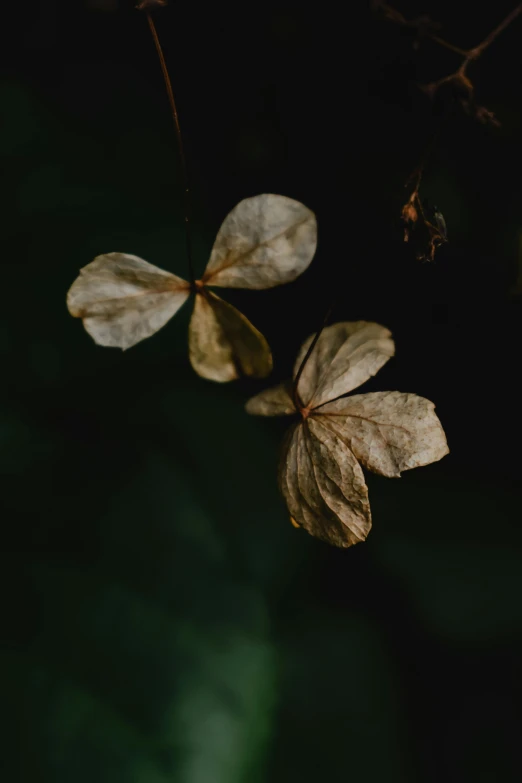 two leaves are seen against a dark background