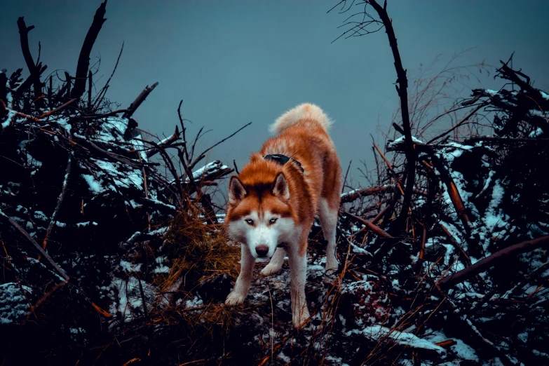 a white and brown dog is standing in the snow