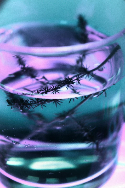 a glass of water with leaves floating in it