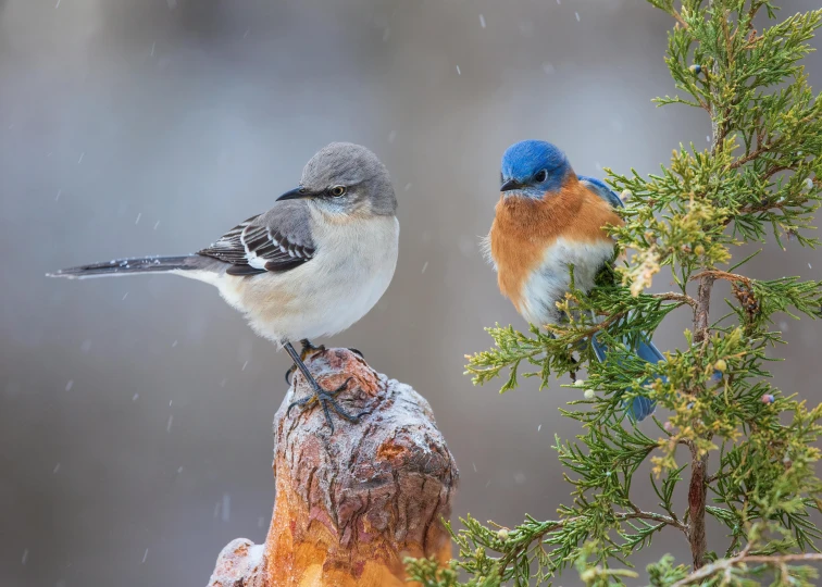 two colorful birds perched on top of the snowy nch