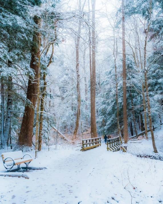 a bench sits on a snowy path through the trees