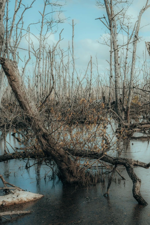 a tree fallen over by the edge of a body of water