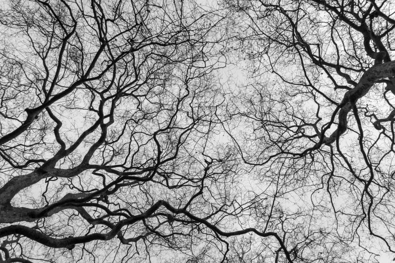 bare trees stand against the cloudy sky in the city