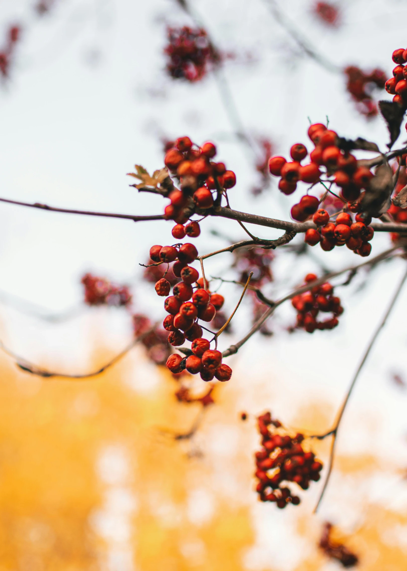 the fruit is red and ready to be eaten