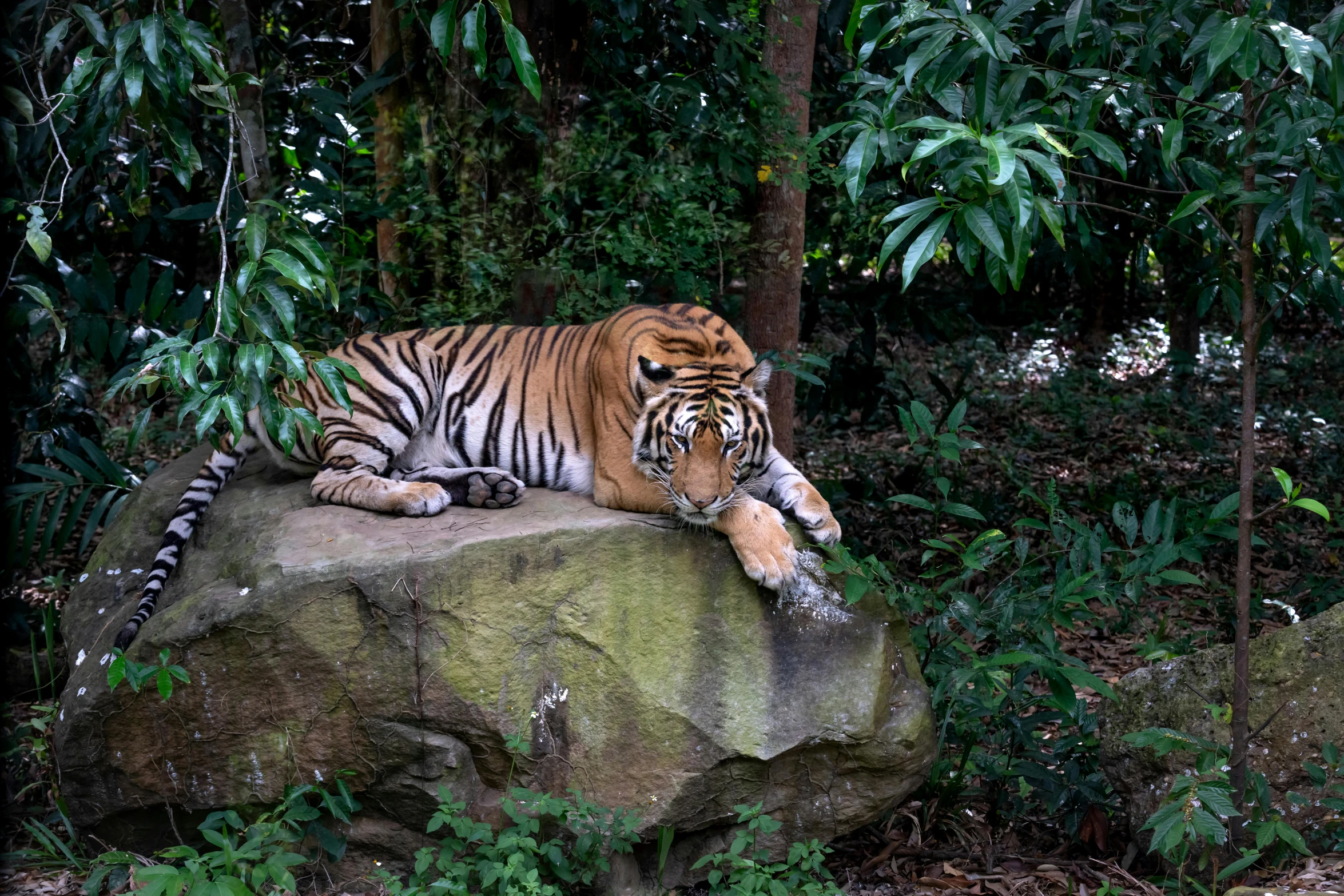 a tiger lays on a large rock in the woods