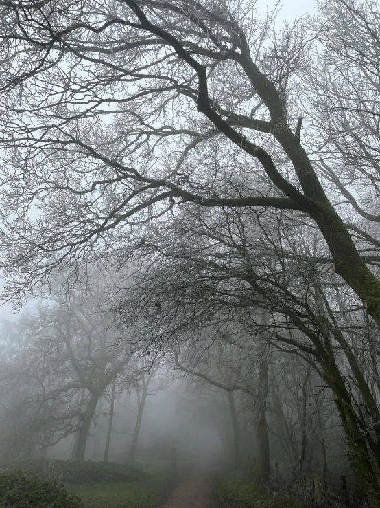 a foggy path leading into the woods