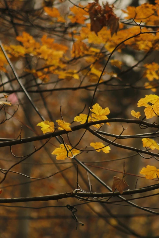 a bird that is standing in a tree