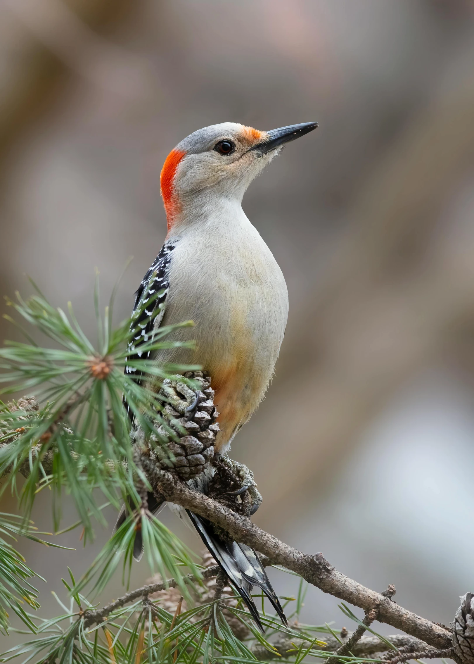 a small bird sitting on top of a pine tree