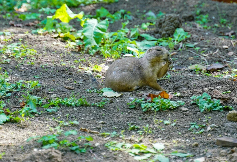 a small rodent eating some green grass