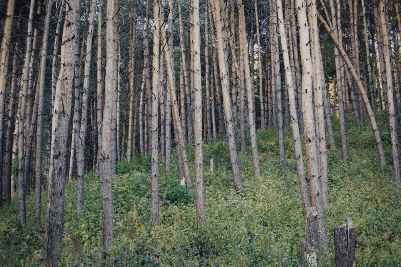 a bunch of large trees that are next to each other