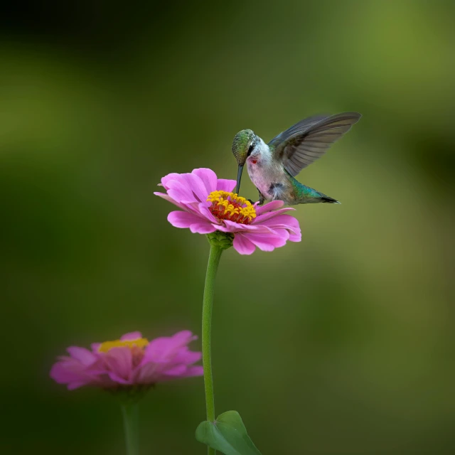 the small hummingbird is sitting on top of a flower