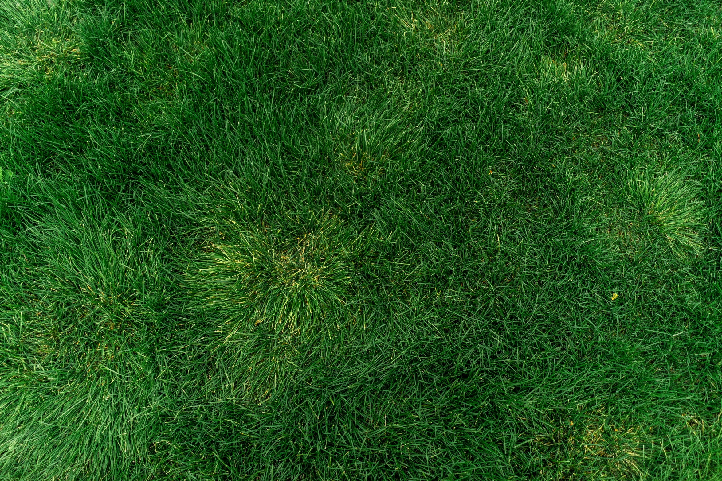 the top down s of an artificial grass plant