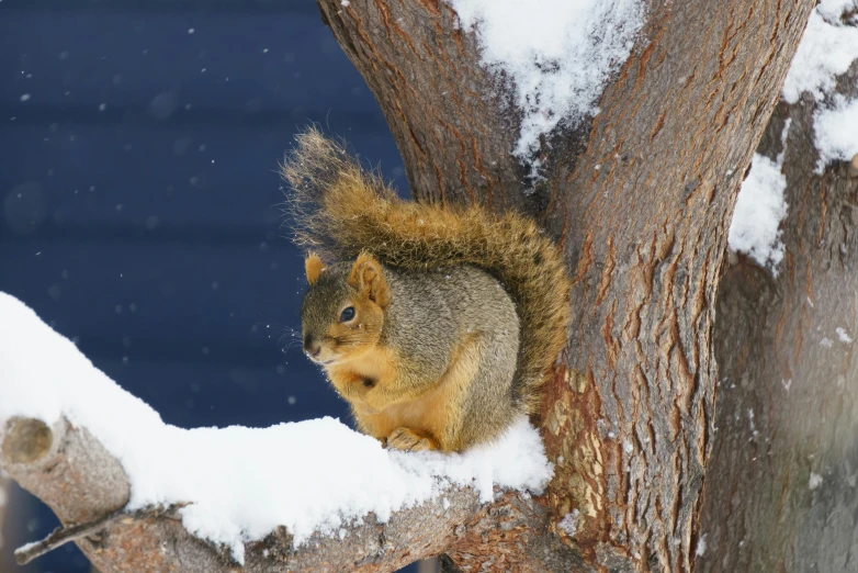 a squirrel is standing up on the tree nch