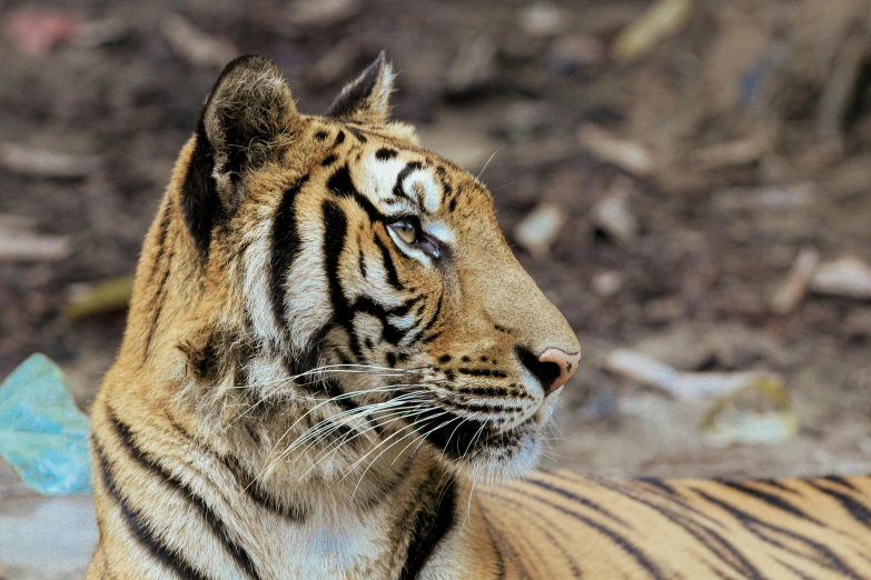 a tiger looking to the right next to a leaf