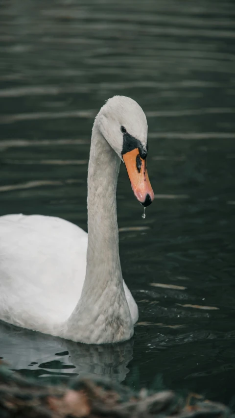 a white swan is floating in the water