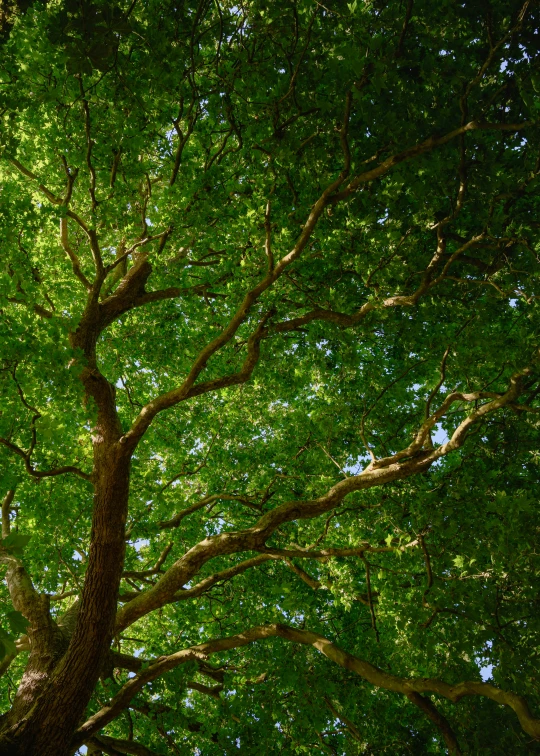 a tall tree filled with lush green leaves