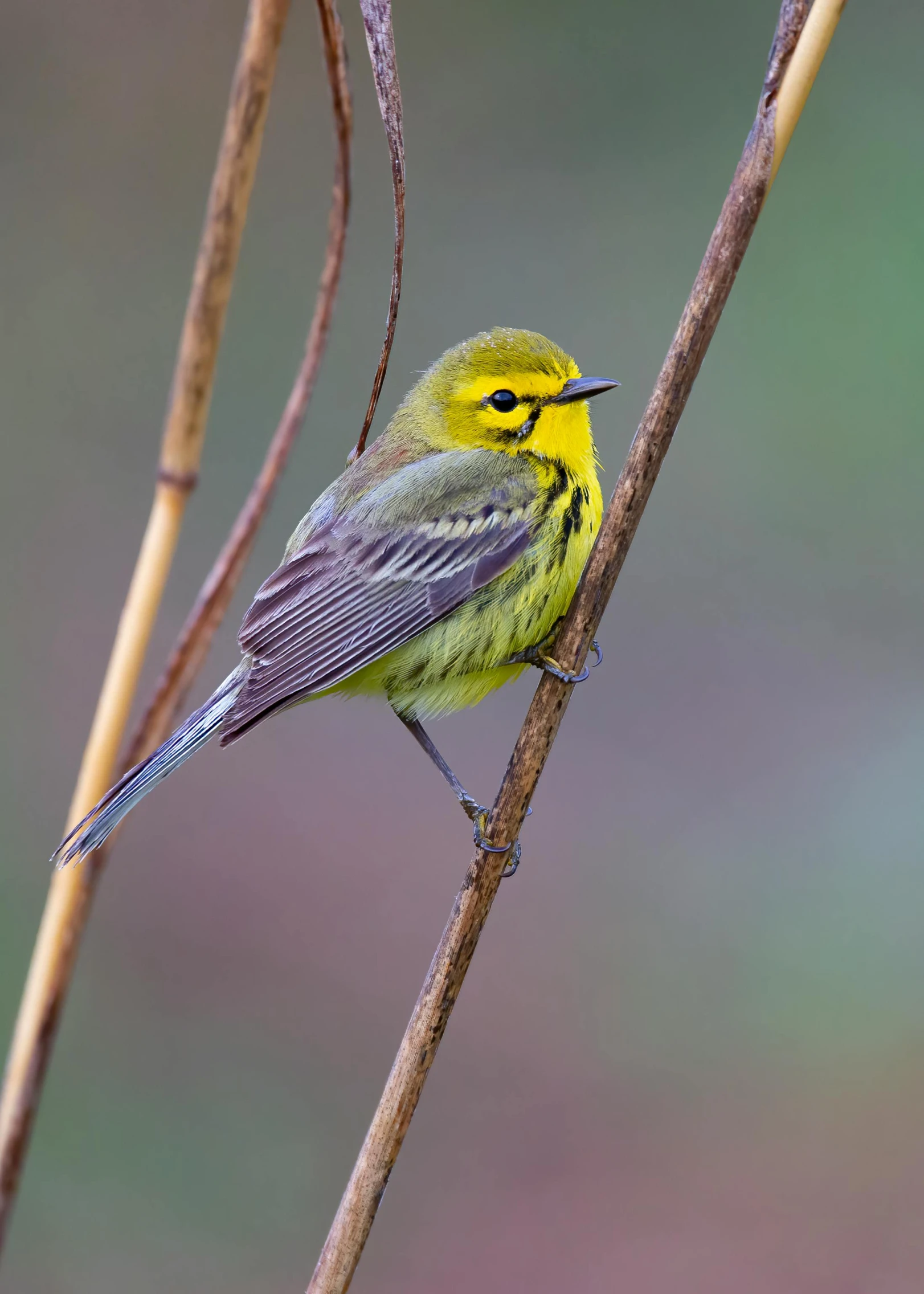 a small bird that is perched on a nch