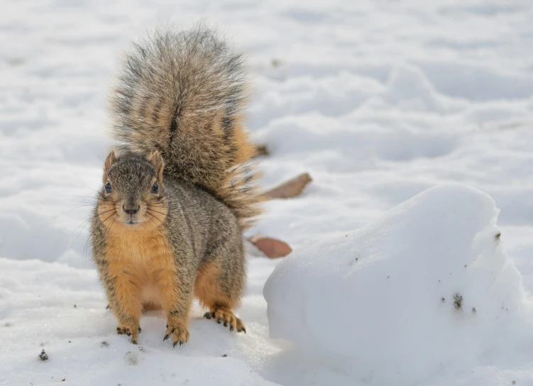 a squirrel standing on its hind legs in the snow