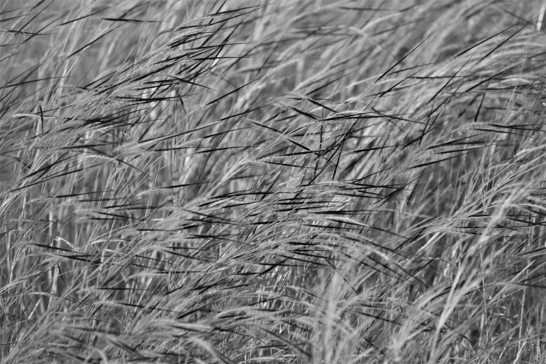 the grasses are blowing in the wind