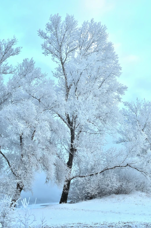 the trees are covered in snow during winter