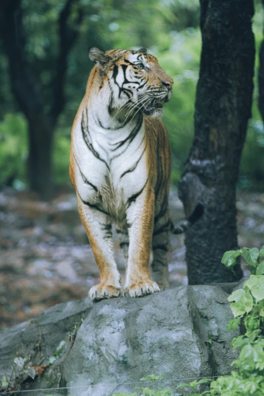 a tiger sitting on top of a rock next to trees