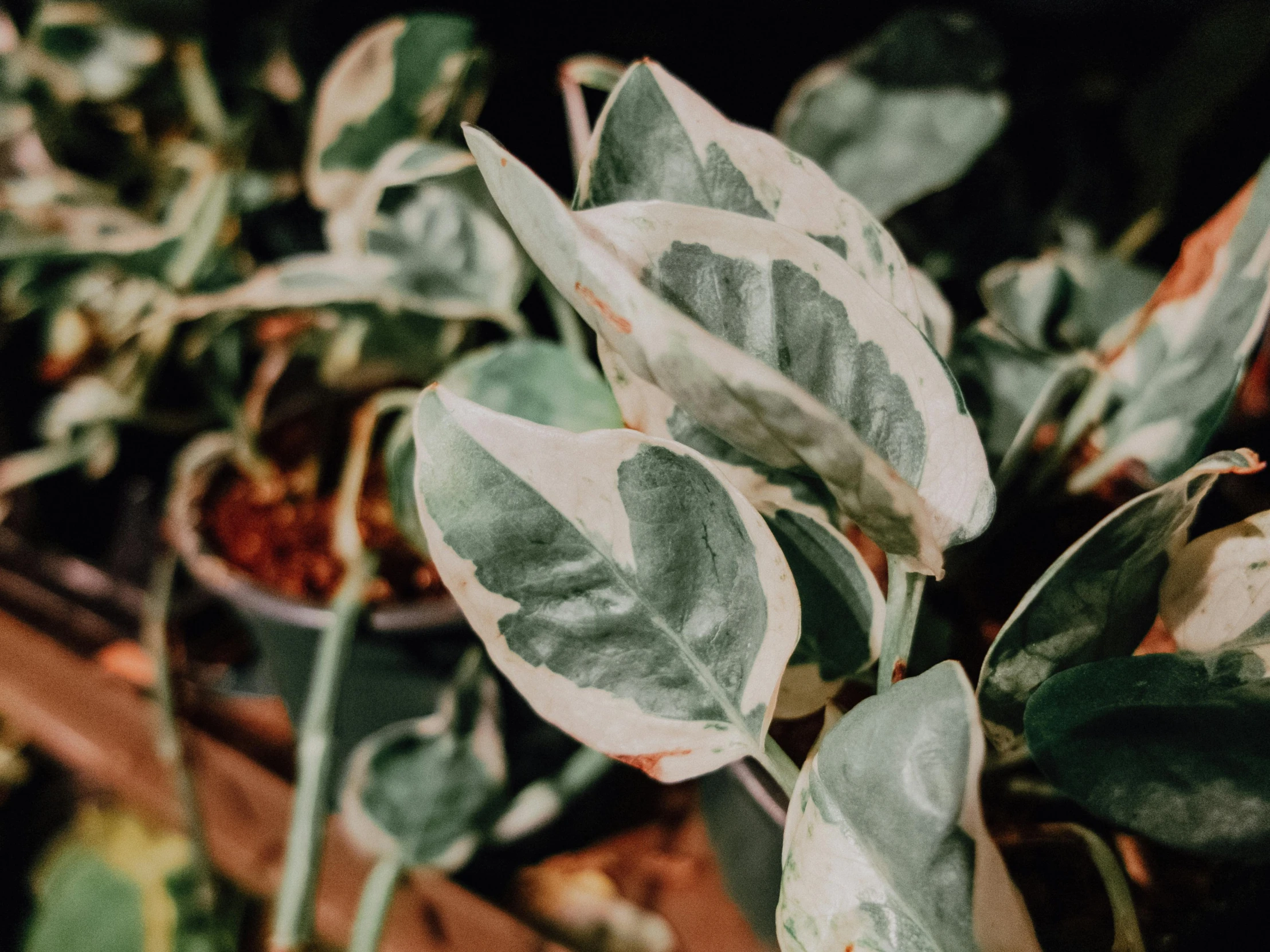 a leafed plant in a pot is sitting next to another plant