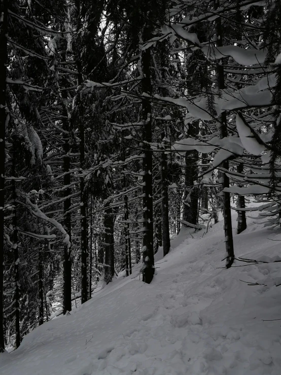 the snowboarder is traveling through the snow among pine trees