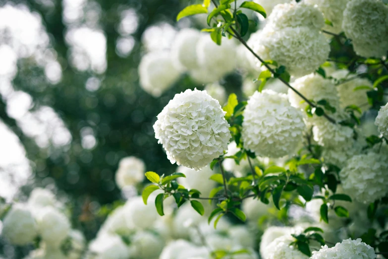 large white flowers blooming on nches and green leaves