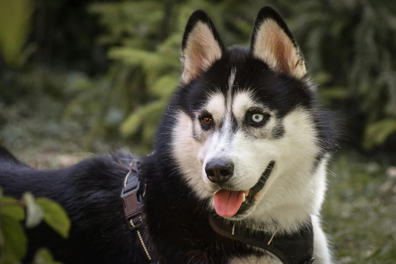 a black and white husky sitting in the grass