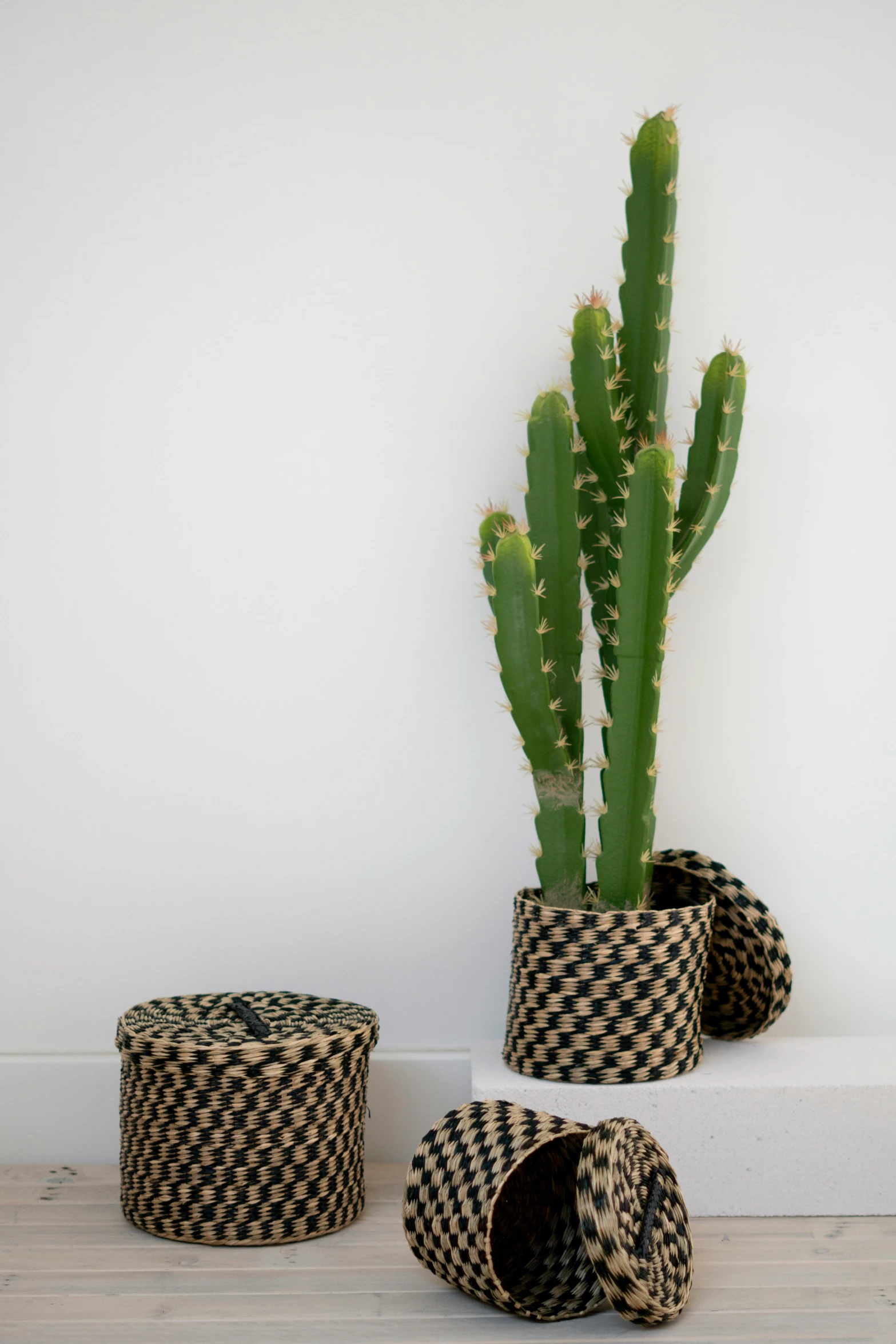 a plant sitting next to a vase with a cactus in it