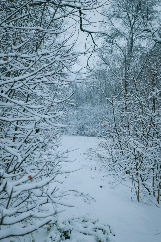 a snowy path with trees on each side and bushes and flowers covered in snow