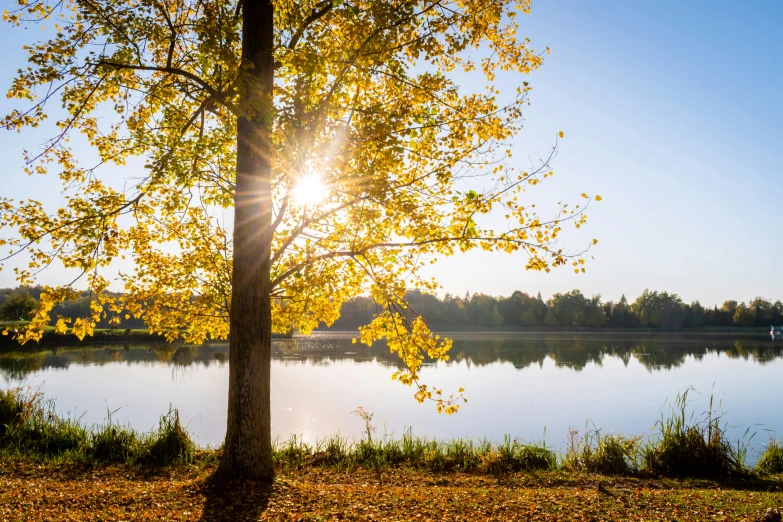 a tree with the sun shining behind it