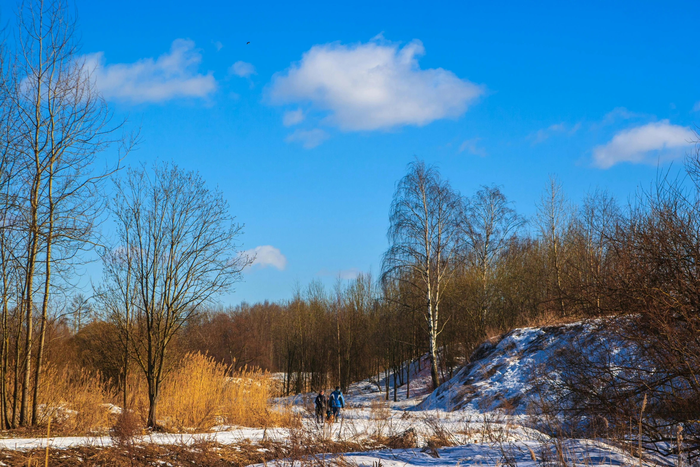 a couple walking in the snow near trees