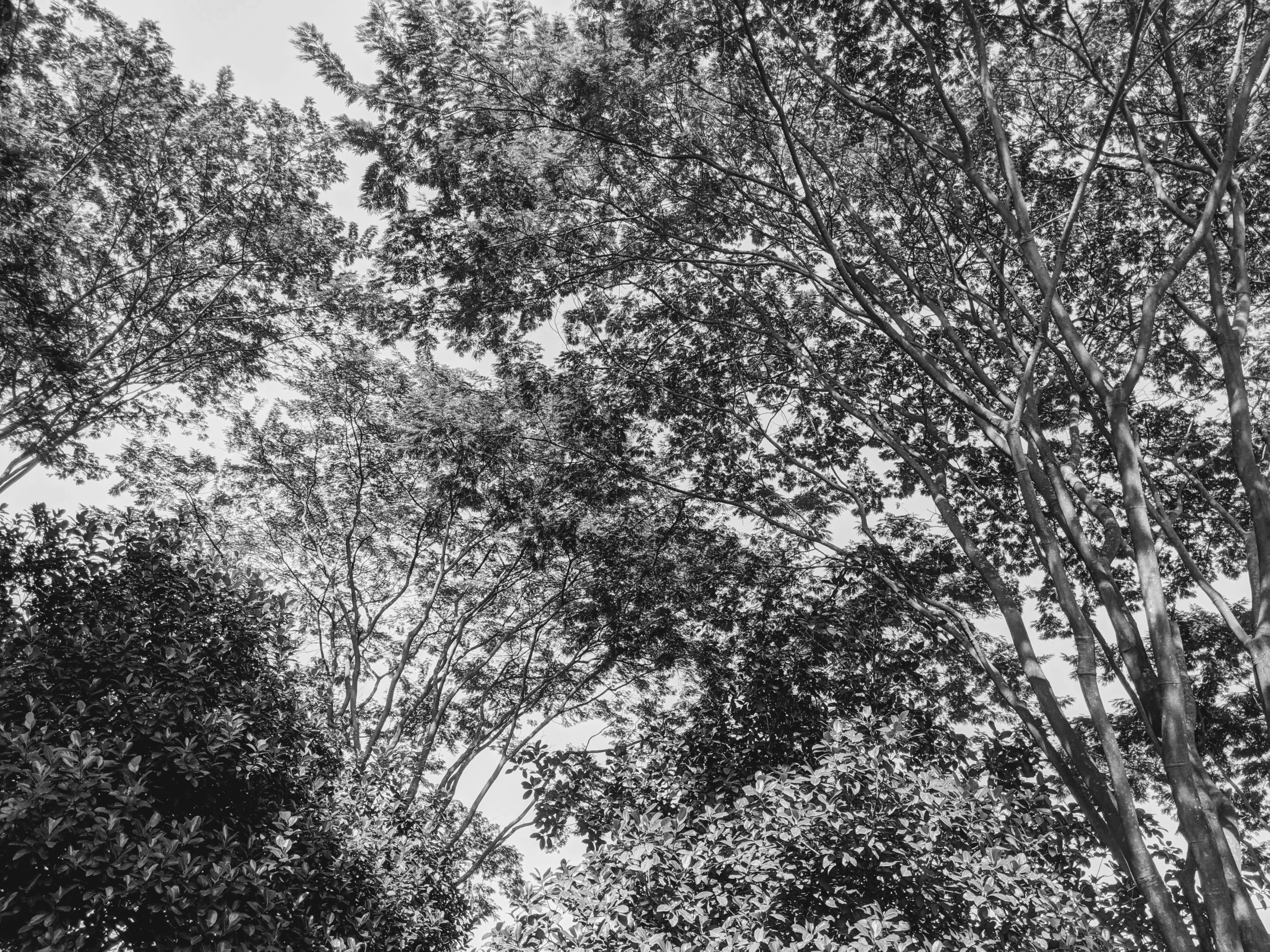 a black and white image of trees and sky