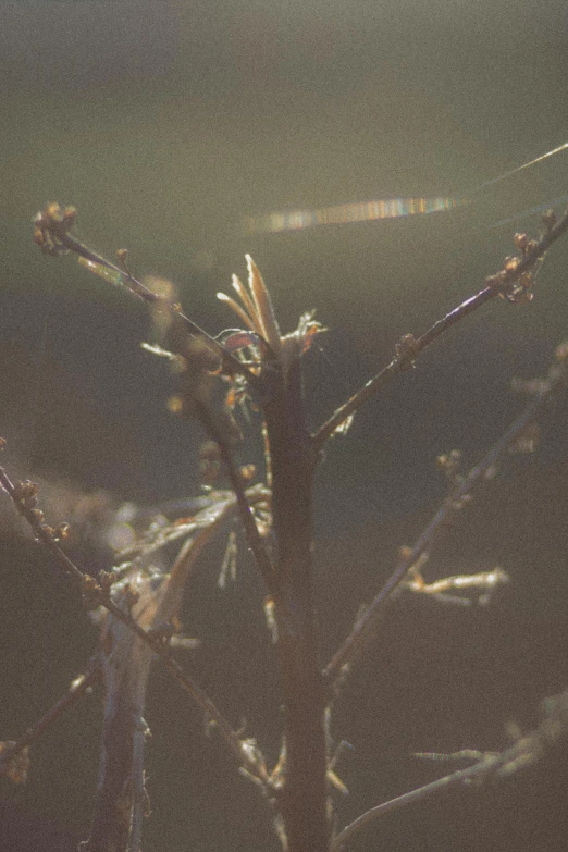 a view of a small group of flowers that have not yet bloom