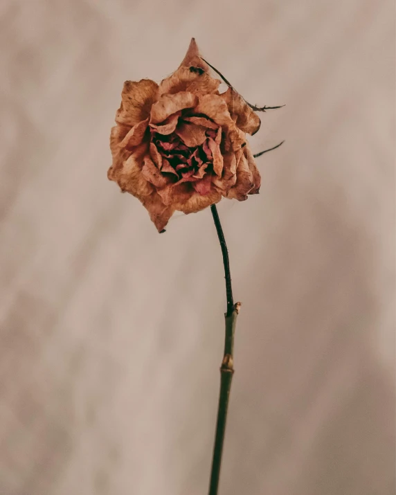 a dead rose flower that has just fallen on its stem