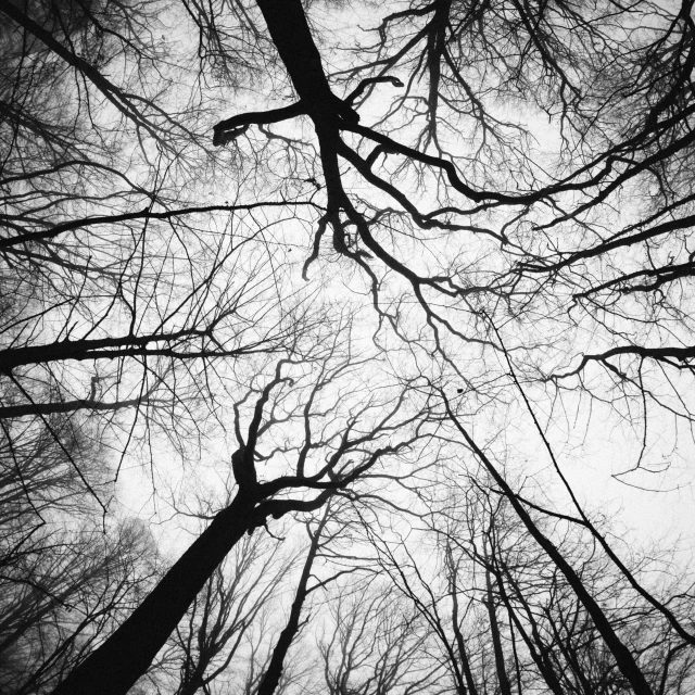 looking up at the nches of some large trees