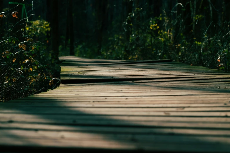 a wooden path lined with foliage and flowers