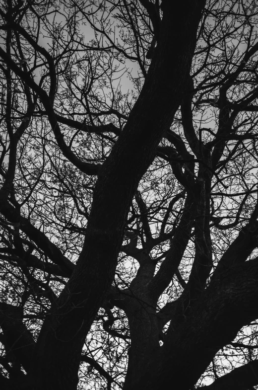 the nches of two trees in silhouette on a gloomy day