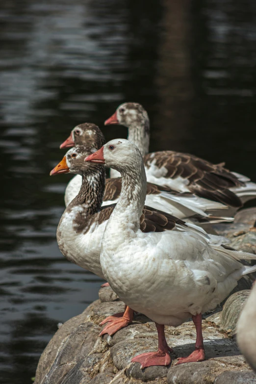 three ducks are on the rocks near the water