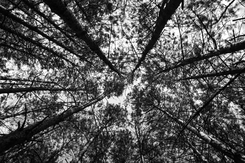 the top of tree nches in a dark forest