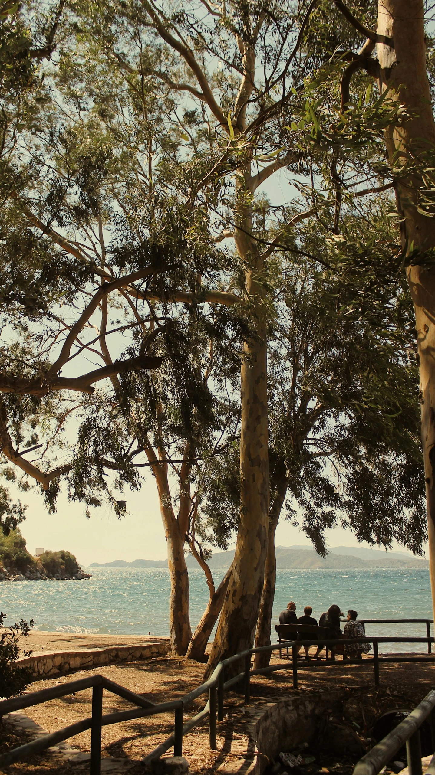 a park area with several benches on the side and some trees by the beach