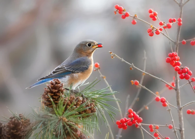 a bird sits on top of some red berries