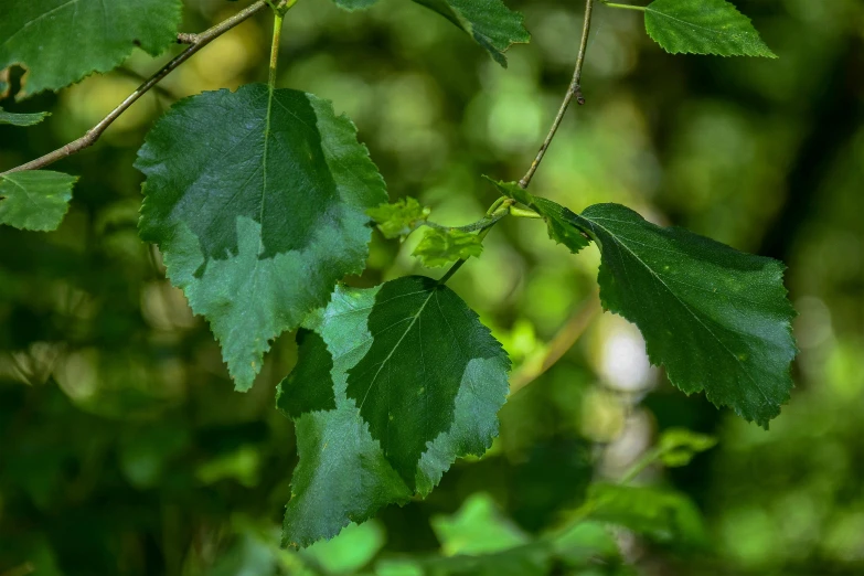 a green nch is in the middle of a tree