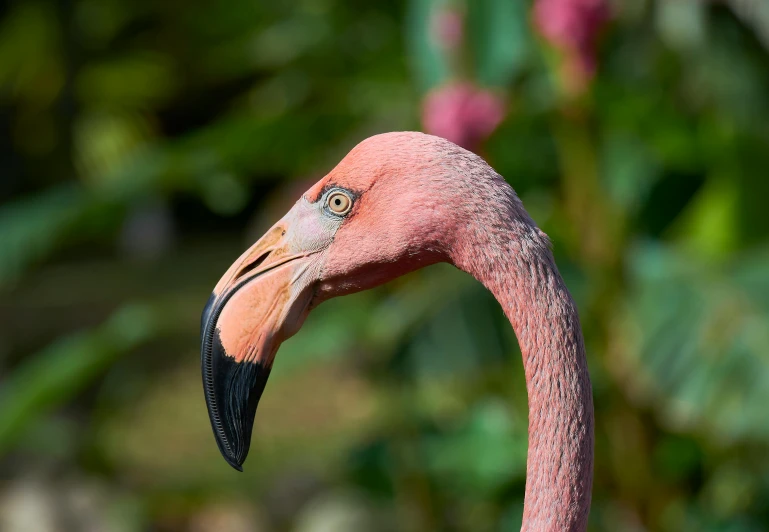 a pink flamingo in front of some flowers