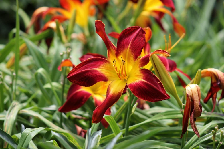 this is a group of red and yellow flowers