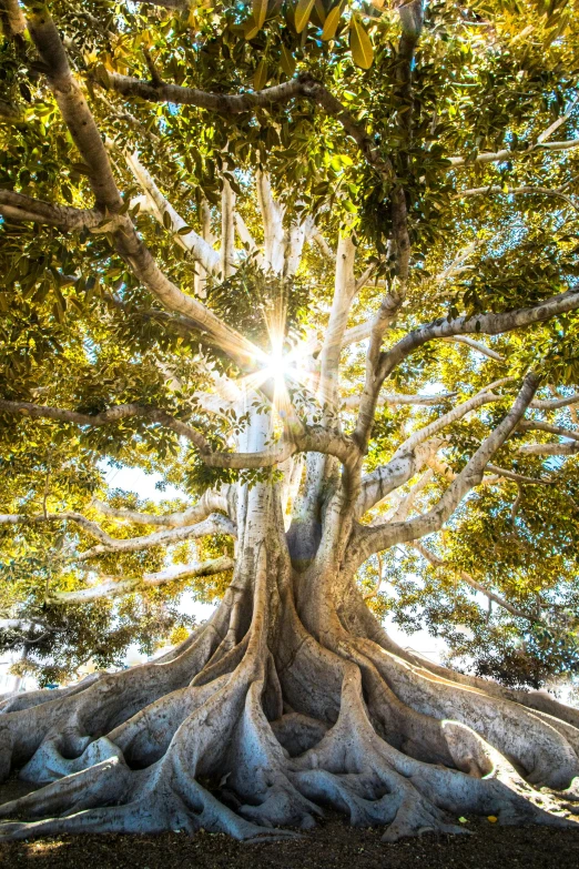 an aerial view of a massive, tall tree in a park