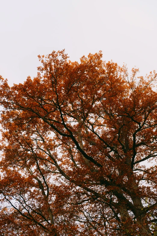 a brown tree in a field with lots of leaves